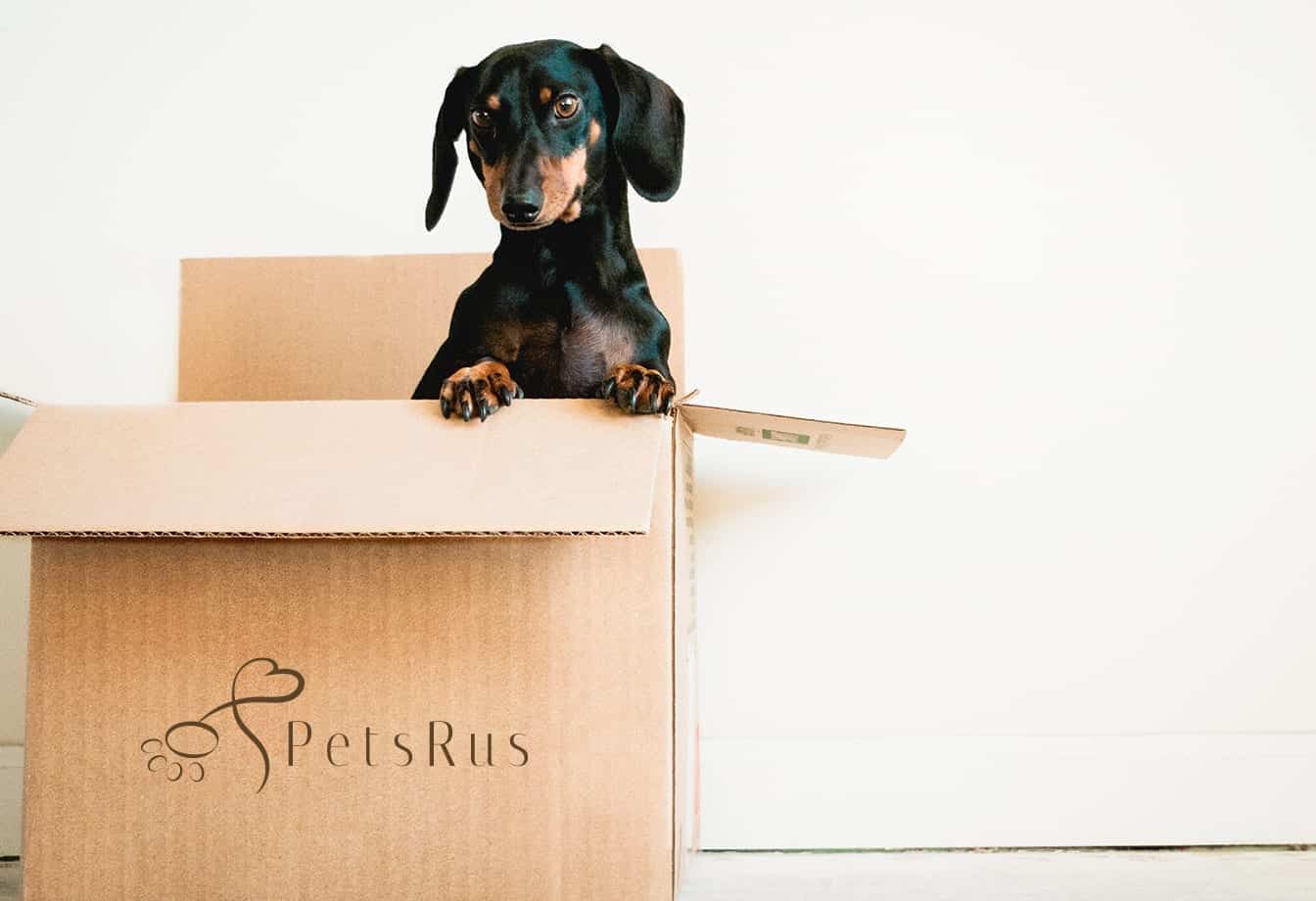 PetsRus Pets R Us