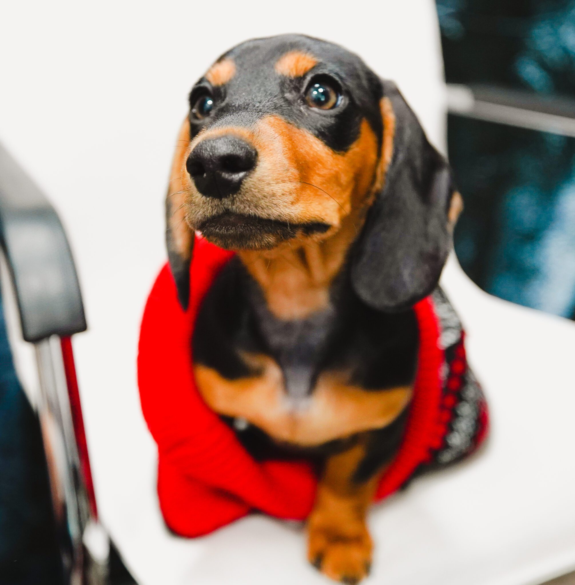 Loki Loki, dog at Blue Whale Media